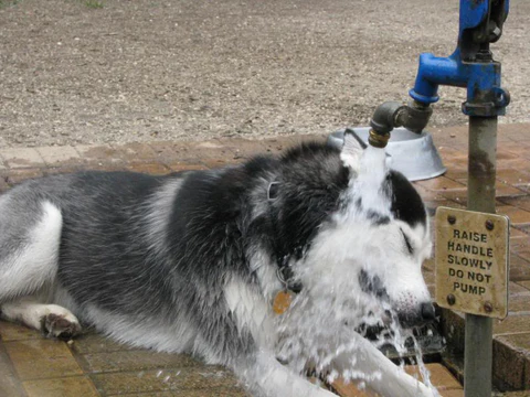 Husky Cooling Off