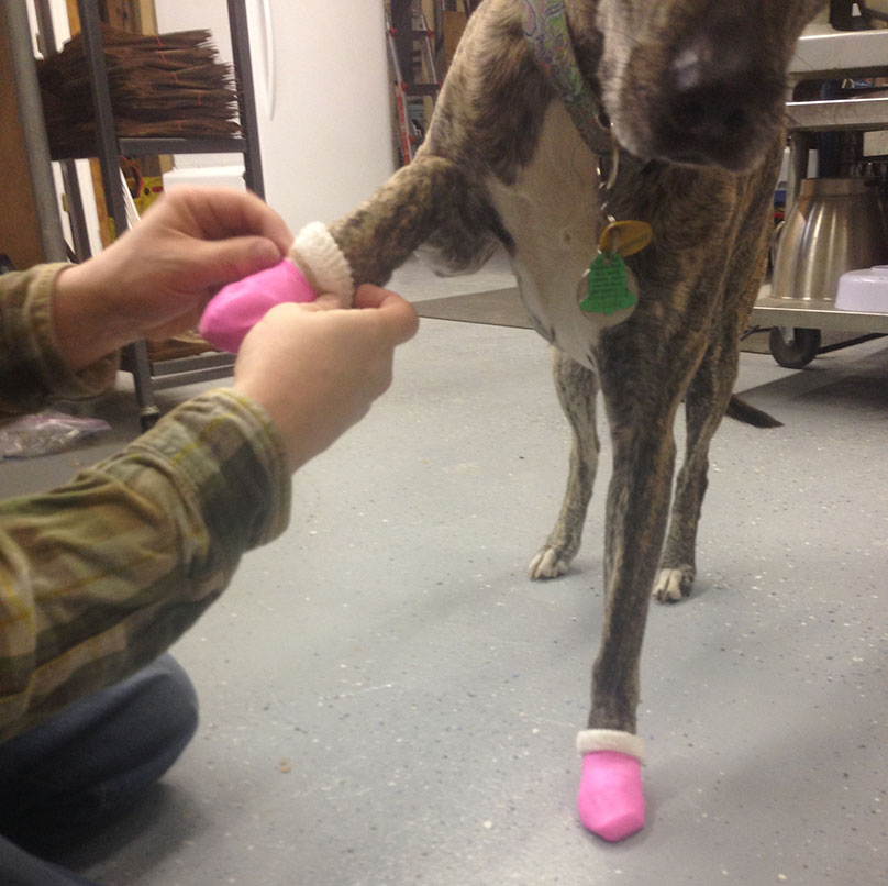 Diy dog shoes clearance balloon