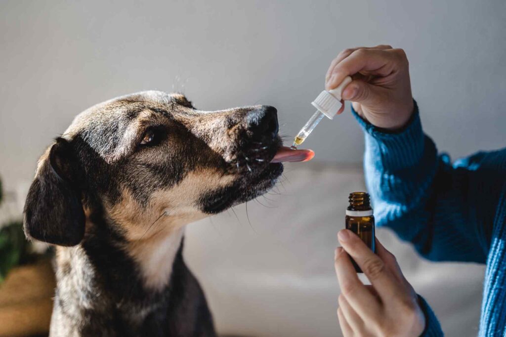 Dog taking CBD