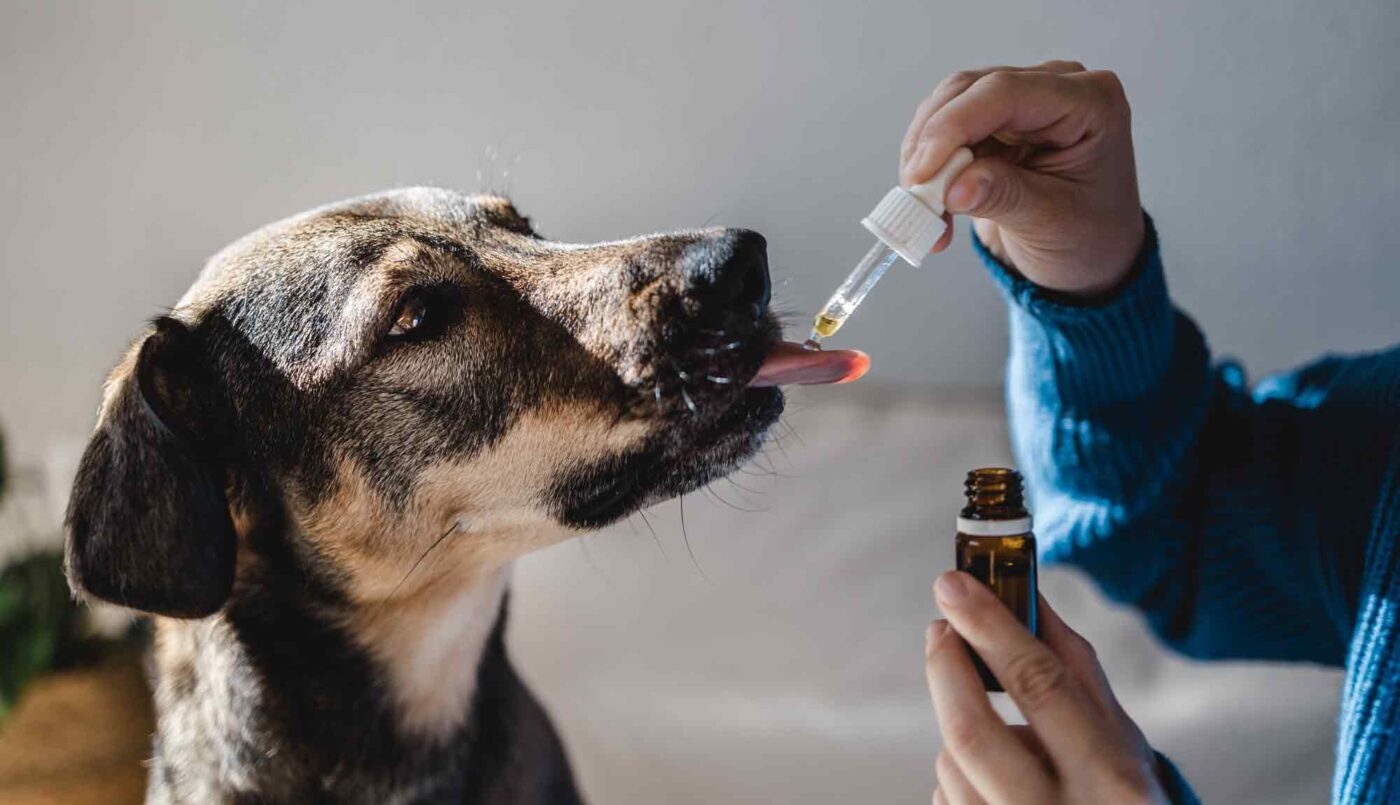 Dog taking CBD